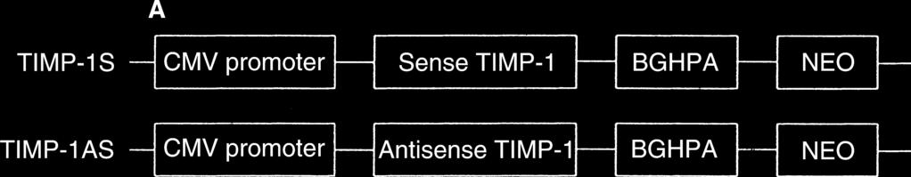 Lin et al: Apoptosis inhibition by TIMP-1 63 Fig. 1.