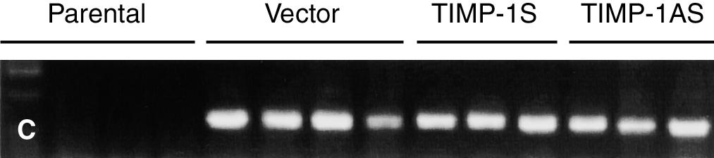 (C ) Integration of neo r in clones of vector/mc, TIMP-1S/MC and TIMP-1AS/MC, while there is no integration of neo r in parental cells, as examined by PCR.