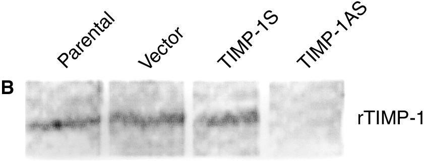 TIMP-1AS/MC showed typical DNA ladder 24 hours after serum starvation, parental cells and Vector/MC showed DNA ladder 60 hours after serum withdrawal, while TIMP-1S/MC still showed genomic DNA (Fig.