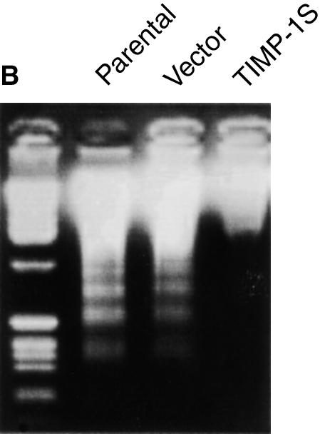 All the cells were treated with TIMP-1 neutralizing antibody before the induction of apoptosis by serum deprivation. *P 0.05 compared with the parental cell group and vector/mc group. **P 0.