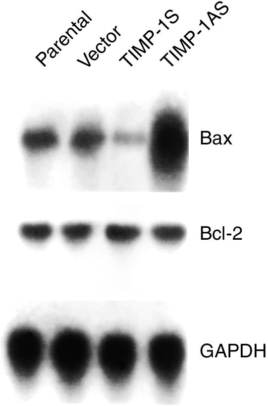 Effects of sense and antisense TIMP-1 transfection on expres- sion of apoptotic protein. Twenty micrograms of cellular total RNA was used for Northern blot analyses.