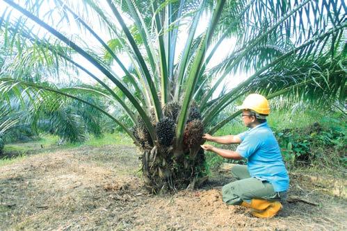Project RILEAF In line with Nestlé s commitment to preserving forests, Project RILEAF was launched in 2011 to restore 2,400 hectares along the lower Kinabatangan River.