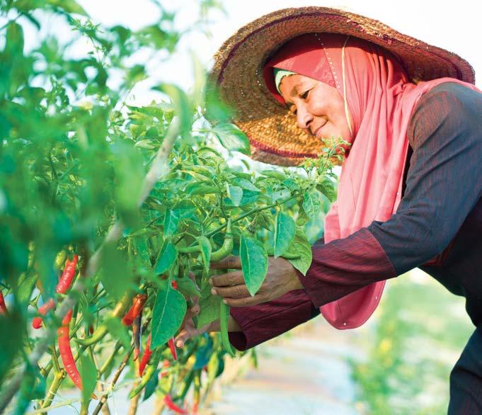 NESTLÉ IN SOCIETY REPORT 2016 53 Rural Development OUR PROGRESS: In Malaysia, we offer farmers capacity building through various schemes; NESTLÉ CHILLI CLUB and NESTLÉ PADDY CLUB.
