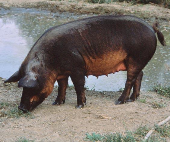When the rescue programme of the Mora Romagnola pig started in 1997, there were only 13 animals.