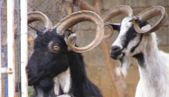 Oulokeros goat, Greece The Oulokeros is a critically endangered goat from Lokris, on the Greek mainland.