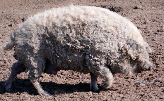 Quality products from Mangalitsa pigs in Hungary Hungary is one of the leading countries when it comes to preserving traditional breeds.