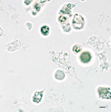 d Connective tissue (co), granular hemocytes (gh), muscles (m). e Hyaline amoebocytes (ha), large granular hemocytes (lgh).