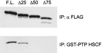 A Novel Polyproline Binding Motif 991 FIG. 1. NH 2 -terminal truncations result in a loss of PST PIP binding to PTP HSCF.