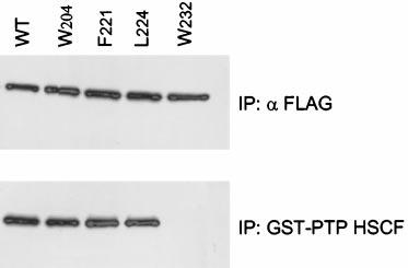 a PST PIP COOH-terminal FLAG epitope. Cells were counterstained with fluorescein isothiocyanate-conjugated phalloidin to illuminate F-actin. Panel A, wild-type (WT; full-length) PST PIP.