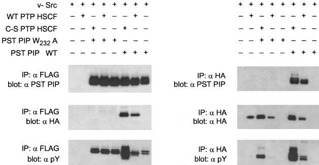 A Novel Polyproline Binding Motif 993 FIG. 4.In vivo analysis of W232A mutant PST PIP interactions with wild-type and dominant negative (substrate trapping) forms of PTP HSCF.