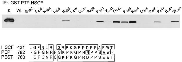 Cell lysates were immunoprecipitated (IP) with anti-flag antibody (specific for PST PIP) or anti-ha antibody (specific for PTP HSCF).