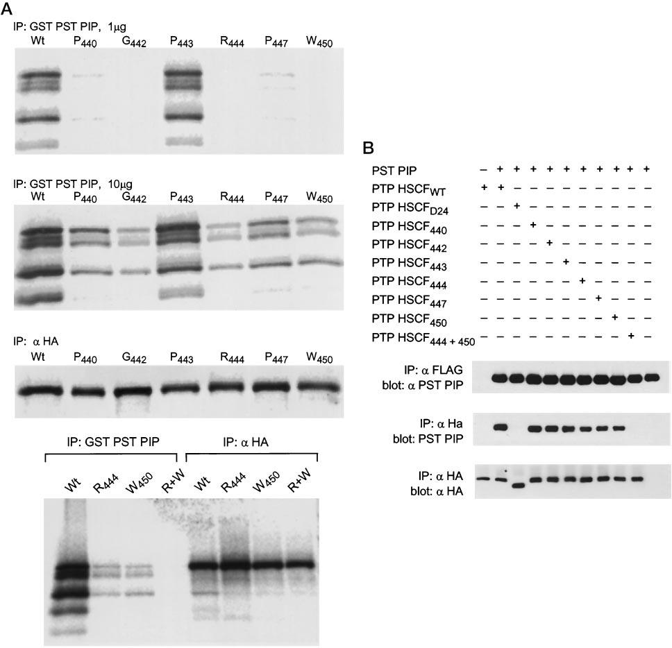 994 A Novel Polyproline Binding Motif FIG. 6.In vitro and in vivo analysis of mutations of the COOH terminus of PTP HSCF.