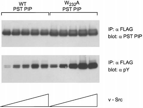 A Novel Polyproline Binding Motif 995 FIG. 7.W232A PST PIP is tyrosine phosphorylated more efficiently in the presence of v-src.