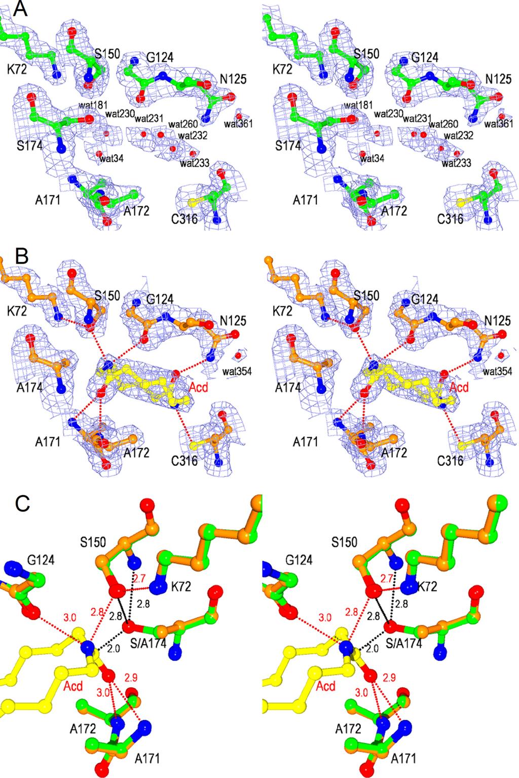 FIGURE 3. Stereoviews of catalytic cleft of NylA and NylA-A 174 Acd complex. A and B, 2Fo Fc electron density maps of NylA (green) (A) and the NylA-A 174 Acd complex (orange) (B) contoured at 1.0.