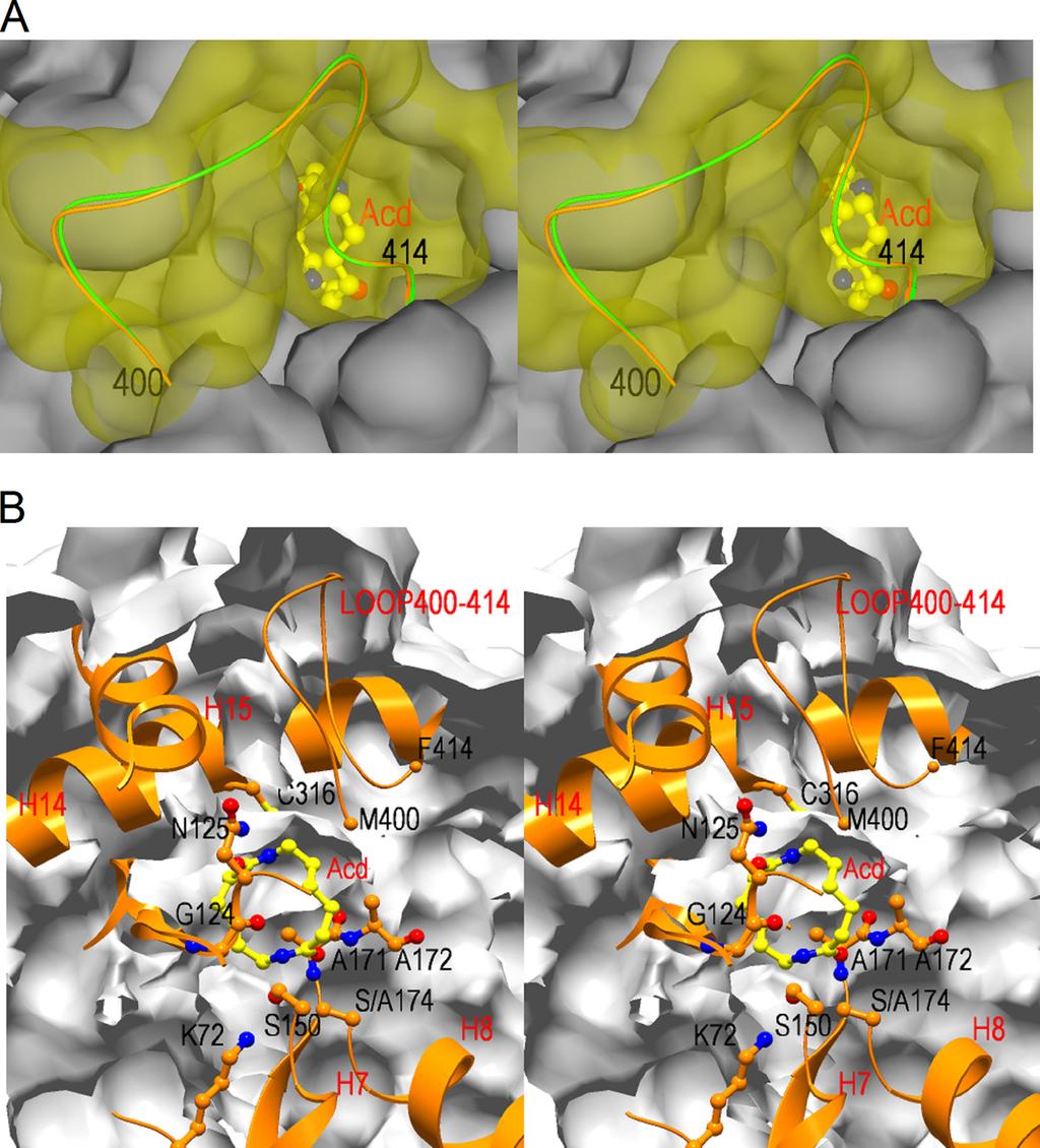 FIGURE 4. Surface structures of the entrance of the catalytic cleft of NylA-A 174 Acd complex. A, stereoview of the entrance of the catalytic cleft.