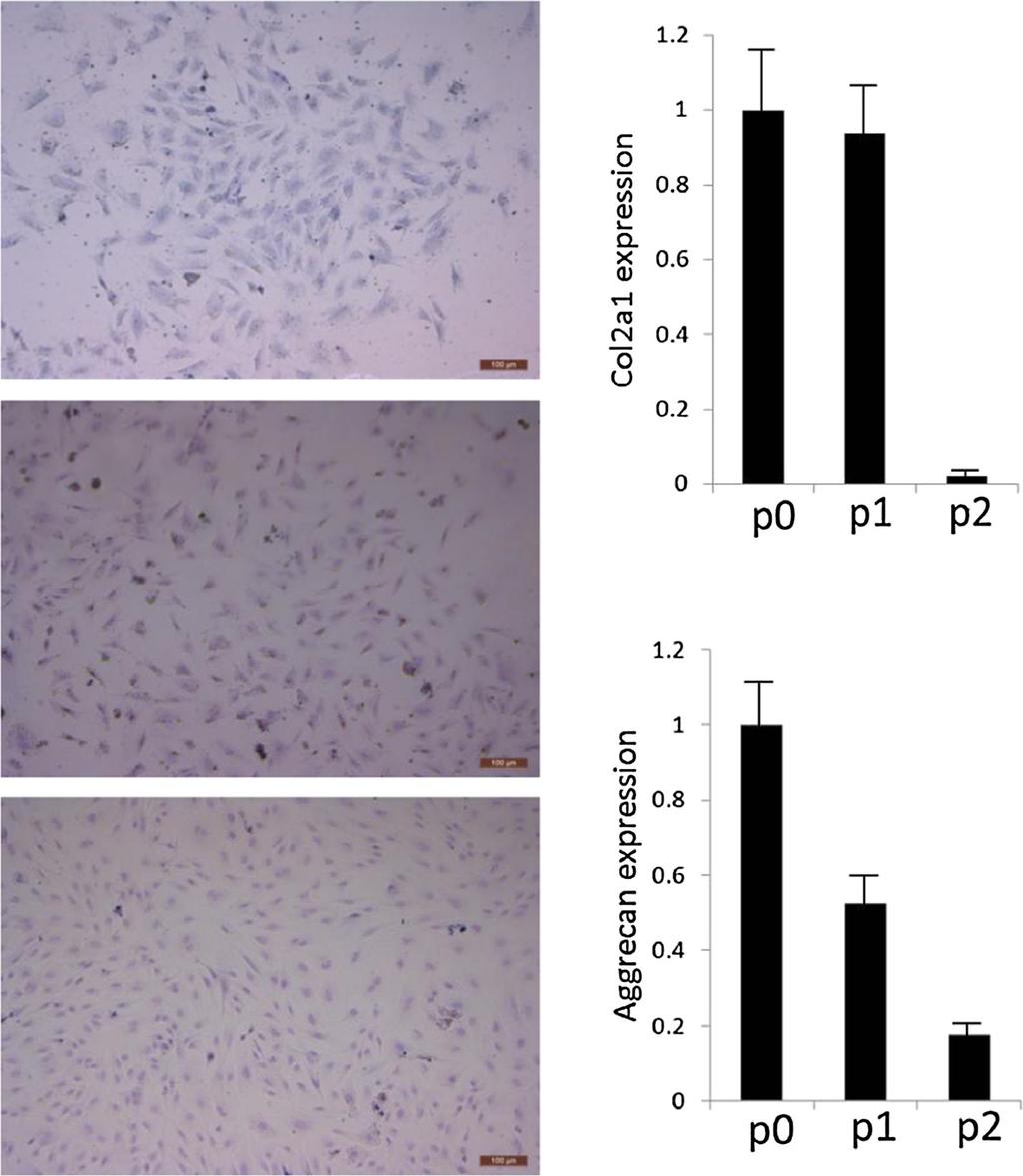 Chen et al. Journal of Translational Medicine 2014, 12:88 Page 3 of 9 A D B E C Figure 1 Evaluation of GAGs, Col2a1 and aggrecan in passaged rabbit chondrocytes.