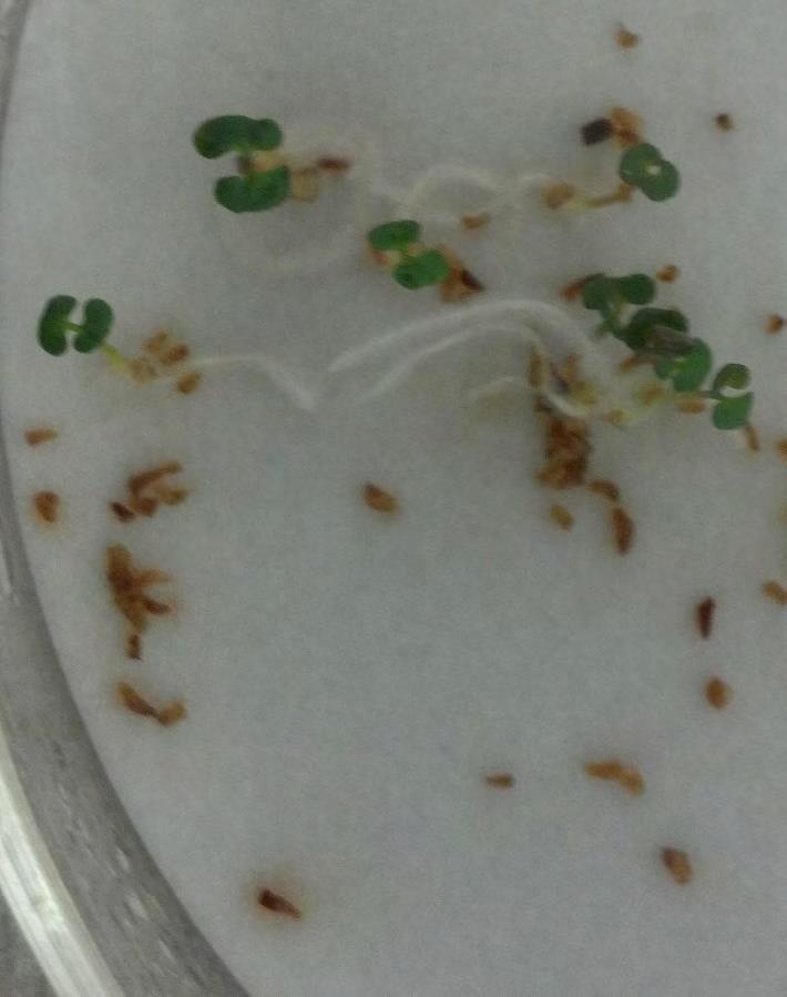 Seed Addition Studies Germination Testing Weight-specific germination was determined for each species because of small seed. Germination rates of E. amplifolia, E.