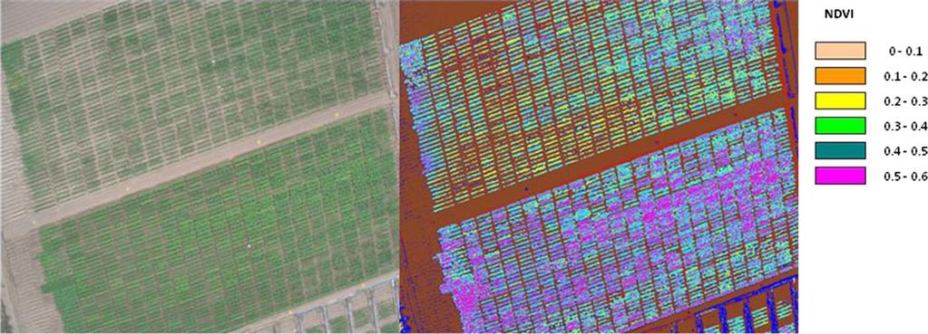 Fig. 3 Optical (left)andspectral(right) images of a potato experimental field taken from an unmanned aerial vehicle Carbon Isotope Discrimination Carbon isotope discrimination (Δ) in plant tissues,