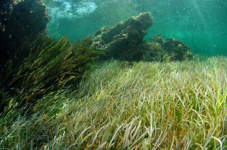 SEAGRASS MEADOWS Description and distribution Seagrasses are plants with roots, stems and leaves adapted to living in the marine environment and capable of producing flowers, fruits and seeds.