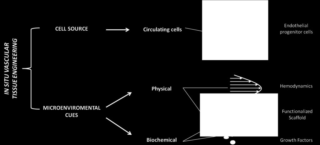 Chapter 1 Figure 1.2: Description of the two key aspects for controlled in situ vascular tissue engineering.