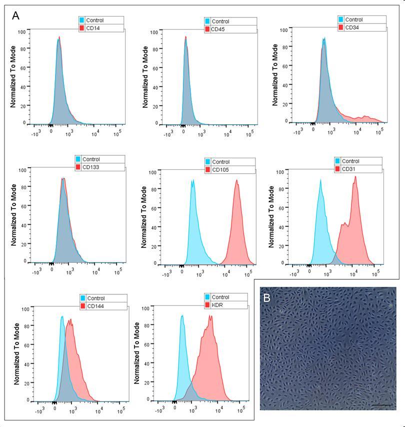Matrix production and organization in strained fibrin gels We tested whether priming ECFCs by TGFβ1 addition and egf depletion could initiate transdifferentiation into an ECM-expressing cell type