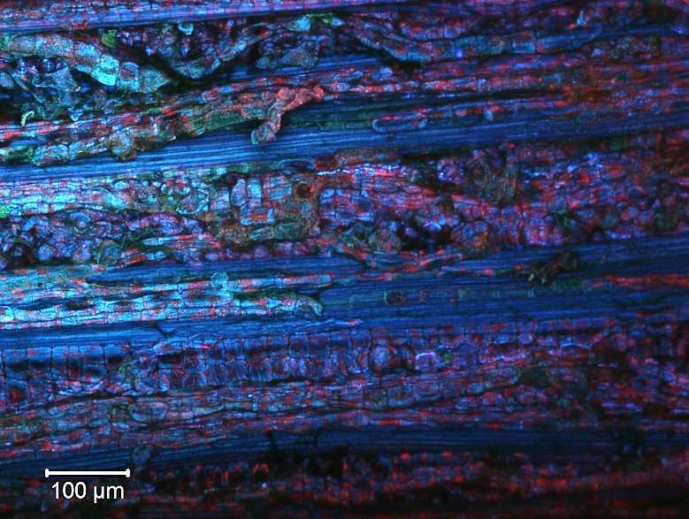Longitudinal view of inner bark fibres Fibre bundles imaged by