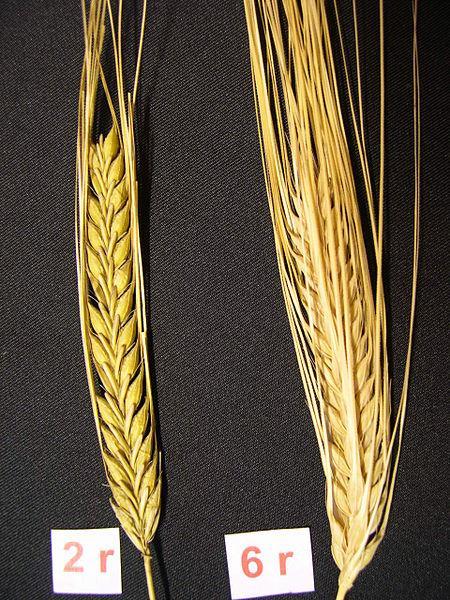 Figure 1: Barley spikes: Represent row types. 2r = 2 row barley spike, 6r = 6 row barley spike Source: Wikipedia, by Xianmin.Chang 1.