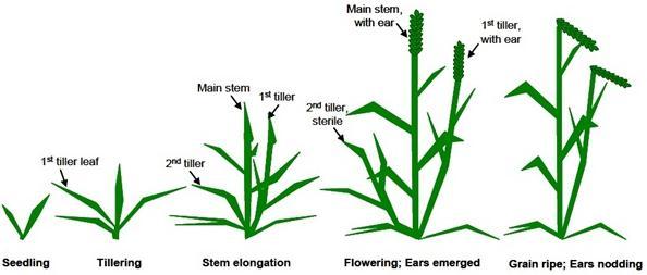Figure 3: Schematic diagram of barley plants at different stages of development Source: www.ogtr.gov.