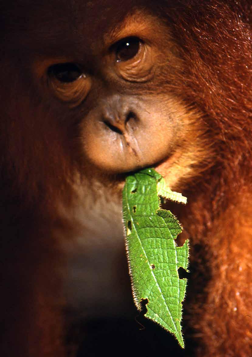 An orangutan infant playing