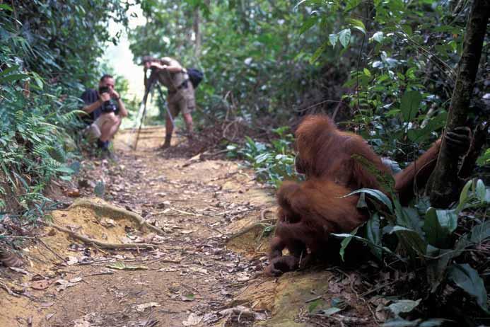 Orangutan viewing in Bukit Lawang, one of the main orangutan tourism locations (Perry van Duijnhoven) or on elephants (Gunung Leuser National Park 2010).