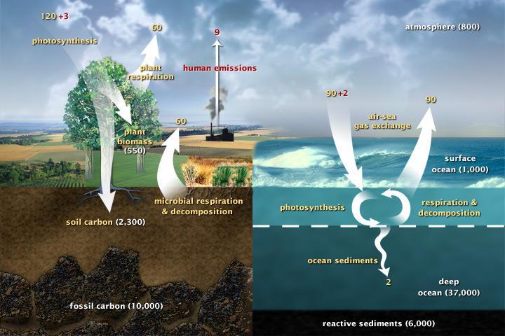 The carbon cycle This diagram of the fast carbon cycle shows the movement of carbon between land, atmosphere, and oceans in billions of tons of carbon per year.