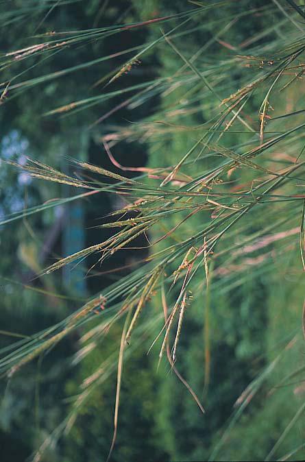 Grasses Andropogon gayanus Recommended variety: Gamba tall grass for cutting stays green in dry season grows well on infertile, acid soils but becomes stemmy if not cut frequently 1 Gamba is a tall