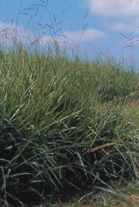 Marandu is not well adapted to waterlogged soils and sometimes suffers