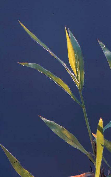Grasses Brachiaria ruziziensis Recommended variety: Ruzi good seed production establishes easily from seed or cuttings provides high quality forage but needs high soil fertility poor persistence on