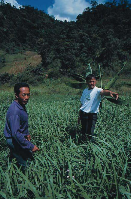 Si Muang is known for its fast regrowth after cutting. It must be cut frequently, otherwise it quickly produces hard, unpalatable flowering stems.