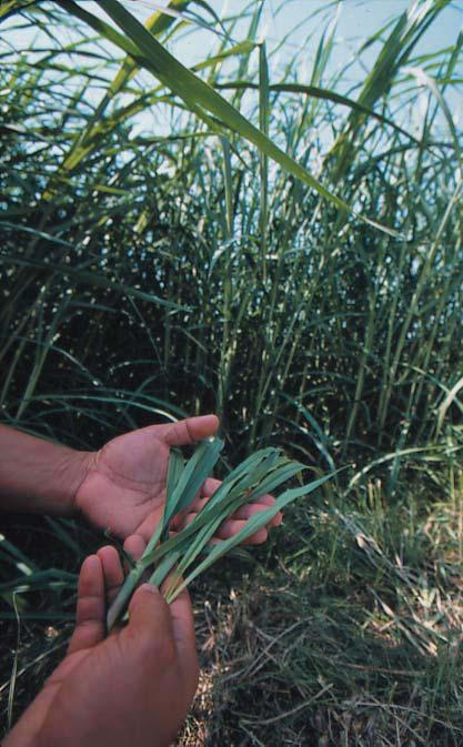 King is taller, leafier and more productive than Napier or Mott in soils of high fertility, but is less robust and persistent under declining fertility or during
