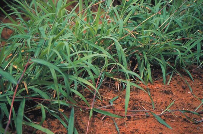 Other potentially useful forages The following potentially useful forage species are only for special situations, or have yet to be proven in smallholder
