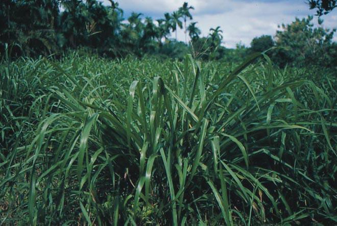 In Thailand it is grown for dairy cattle in paddy fields which were previously growing lowland rice. It is not suited for drier conditions.