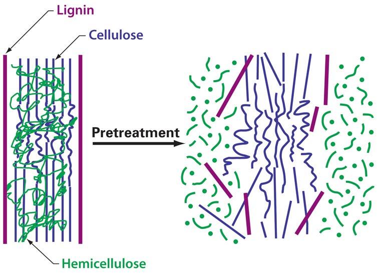 Challenges Lignocellulose is difficult to process due to: low accessibility of crystalline cellulose fibers presence of lignin seal & hemicellulose cross-links small pore sizes in lignocellulose