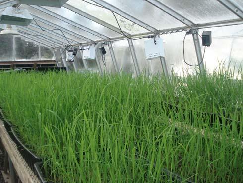 Forward screen of rice mutants to identify cell wall alterations Fast Neutron mutagenesis Seed bulk (M 0 ) M 0 (+/-) Screen (M 1 ) (+/+, +/-, -/-) 2000 M1/month Confirm phenotypes: cell wall