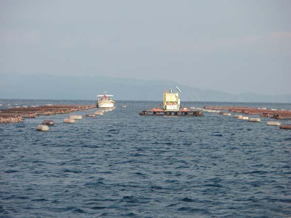 Offshore Aquaculture The most outstanding advantage of the offshore aquaculture is aquaculture activity in the waters having higher carrying capacities, thus providing