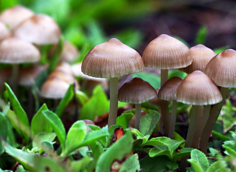 In a functional soil, certain fungi live in