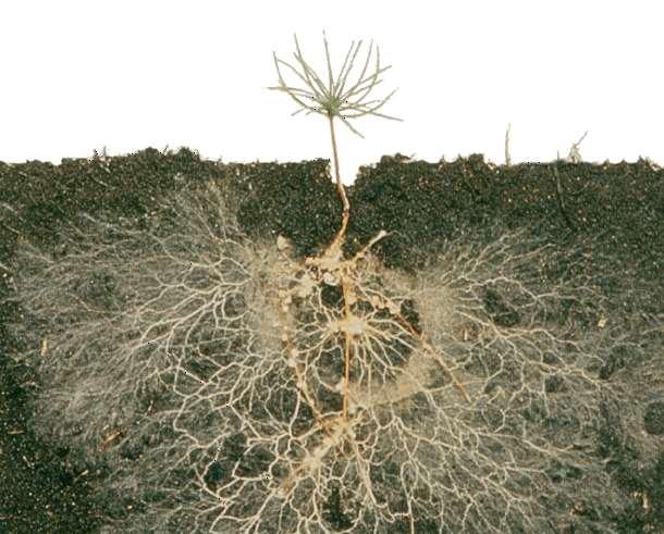 Mycorrhizae are fungi