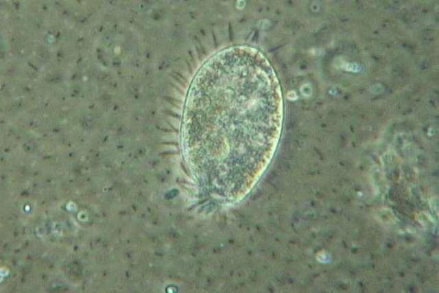 Protozoa and nematodes Eat bacteria, organic