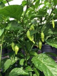 Holganix After growing datil s for fifteen years I have