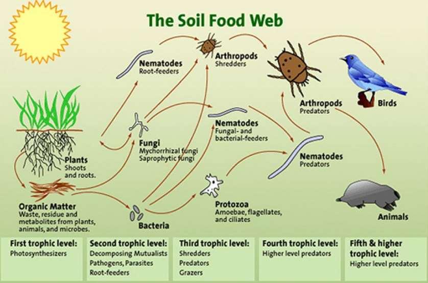 Credit: Ingham, Elaine; The Soil Food Web; USDA, Natural Resources Conservation Services;