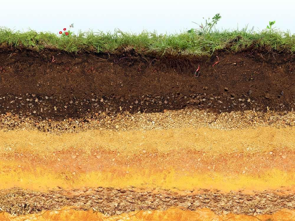 Biology builds and maintains functional soils Organic matter, CEC, water-holding capacity,
