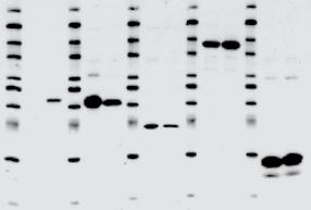 Wash and Dilution Buffer TBST Buffers yield Stronger Signal Another area where western blot protocols can vary is with the wash and dilution buffers.
