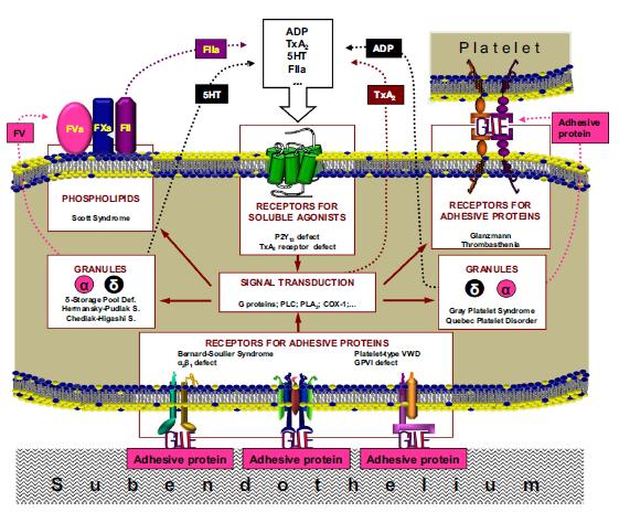 Schematic representation of platelet structure and