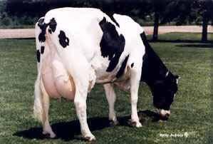 Item Cows Heifers Estrus duration (h) 7.